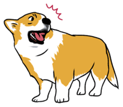 Long Tail Corgi (Multilingual) sticker #12913330