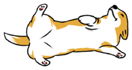 Long Tail Corgi (Multilingual) sticker #12913342