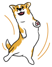 Long Tail Corgi (Multilingual) sticker #12913346