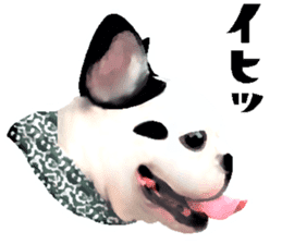 Happy sticker of the French buldog sticker #12915572