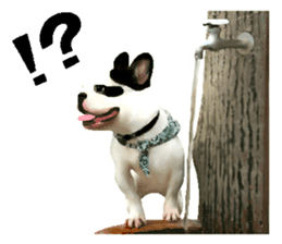 Happy sticker of the French buldog sticker #12915577