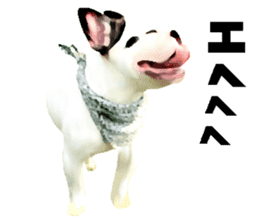 Happy sticker of the French buldog sticker #12915579