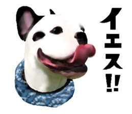 Happy sticker of the French buldog sticker #12915581