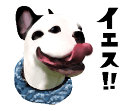 Happy sticker of the French buldog sticker #12915581