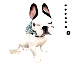 Happy sticker of the French buldog sticker #12915587