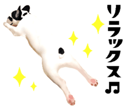 Happy sticker of the French buldog sticker #12915588