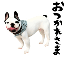 Happy sticker of the French buldog sticker #12915601