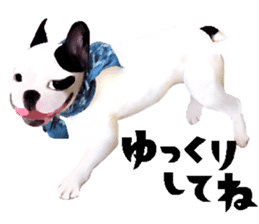 Happy sticker of the French buldog sticker #12915602