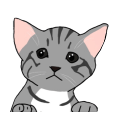 Nanako, the gray tabby kitty!