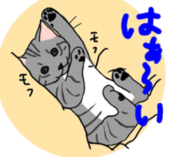 Nanako, the gray tabby kitty! sticker #12925454