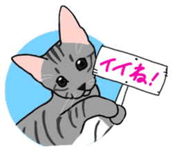 Nanako, the gray tabby kitty! sticker #12925456