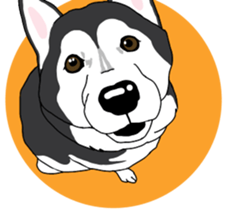 A Husky sticker 2. sticker #12927930