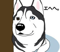 A Husky sticker 2. sticker #12927933