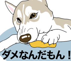 A Husky sticker 2. sticker #12927937