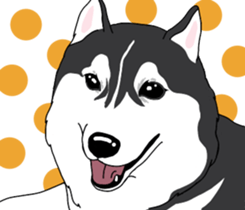 A Husky sticker 2. sticker #12927939
