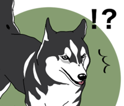 A Husky sticker 2. sticker #12927945