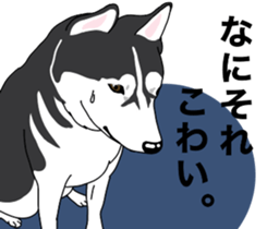 A Husky sticker 2. sticker #12927950