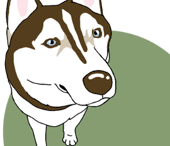 A Husky sticker 2. sticker #12927959