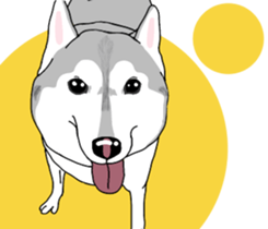 A Husky sticker 2. sticker #12927961