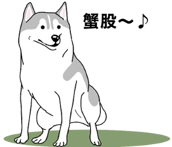 A Husky sticker 2. sticker #12927962