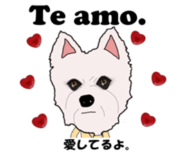 Milky(westie) bilingual Brazilian sticker #12930531