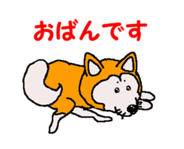 Shiba inu MOMO chan the third as well 32 sticker #12932804