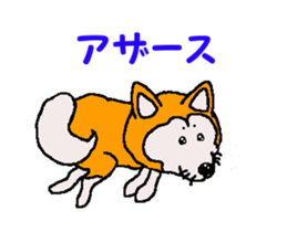 Shiba inu MOMO chan the third as well 32 sticker #12932805