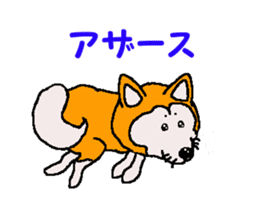 Shiba inu MOMO chan the third as well 32 sticker #12932805