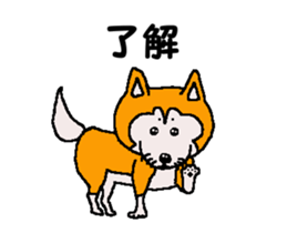 Shiba inu MOMO chan the third as well 32 sticker #12932815