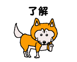 Shiba inu MOMO chan the third as well 32 sticker #12932815