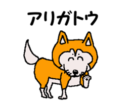 Shiba inu MOMO chan the third as well 32 sticker #12932817