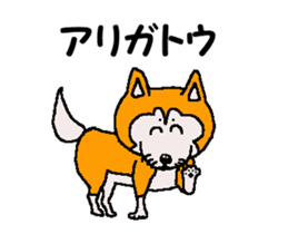 Shiba inu MOMO chan the third as well 32 sticker #12932817