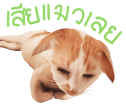 What Dose The Cat Say? sticker #12936687