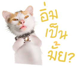 What Dose The Cat Say? sticker #12936689