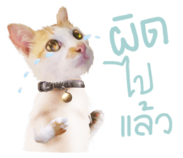 What Dose The Cat Say? sticker #12936690