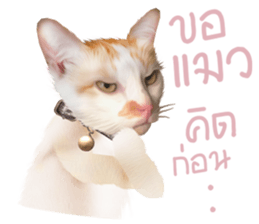 What Dose The Cat Say? sticker #12936691