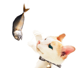 What Dose The Cat Say? sticker #12936695