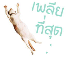 What Dose The Cat Say? sticker #12936696