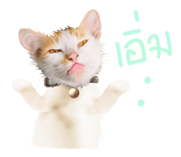 What Dose The Cat Say? sticker #12936700