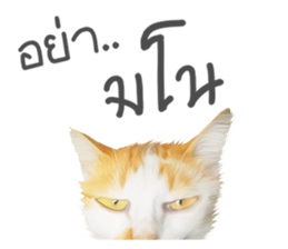 What Dose The Cat Say? sticker #12936703
