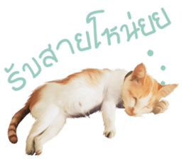 What Dose The Cat Say? sticker #12936713