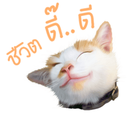 What Dose The Cat Say? sticker #12936719