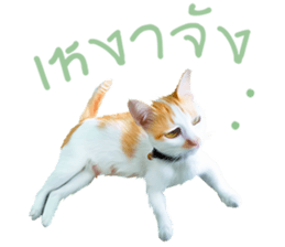 What Dose The Cat Say? sticker #12936720