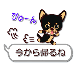Pretty Chihuahua No.2 sticker #12936960