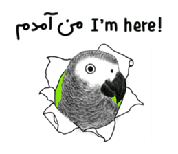 KASKO (FARSI) sticker #12963212
