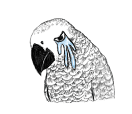 KASKO (FARSI) sticker #12963215