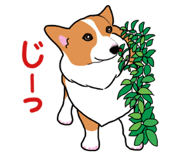 Pembroke Welsh Corgi and good friends sticker #12965531