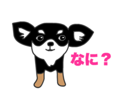 Chihuahuas Eliot sticker #12966998
