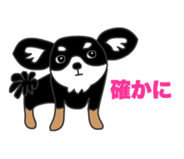 Chihuahuas Eliot sticker #12967001