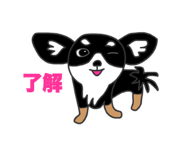Chihuahuas Eliot sticker #12967002